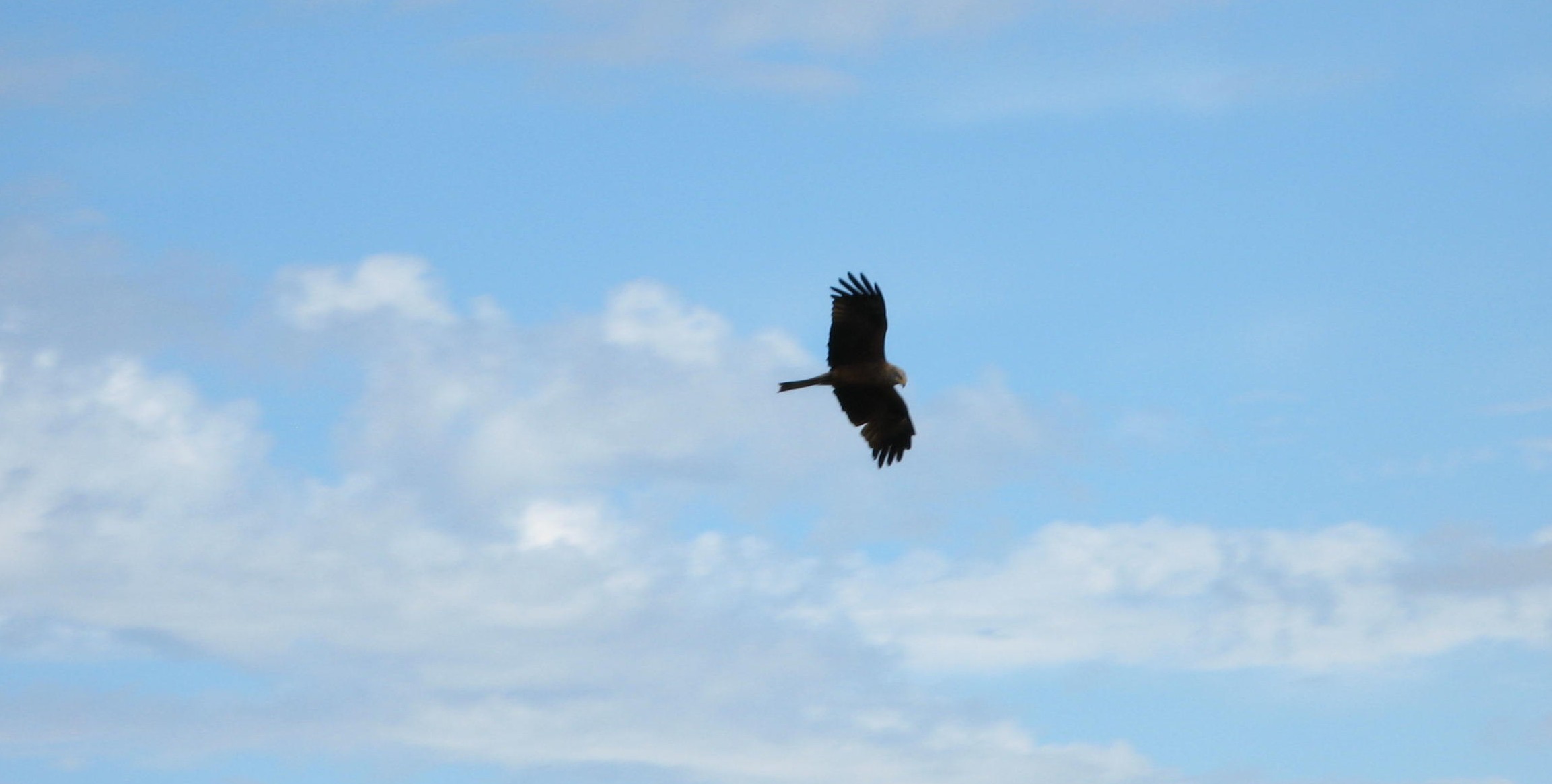 rapace dalla Spagna